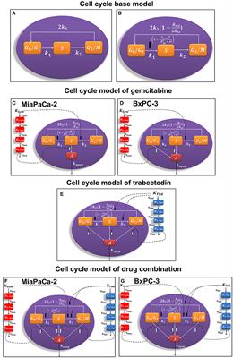Pharmacodynamic Modeling of Cell Cycle Effects for Gemcitabine and Trabectedin Combinations in <mark class="highlighted">Pancreatic Cancer Cells</mark>